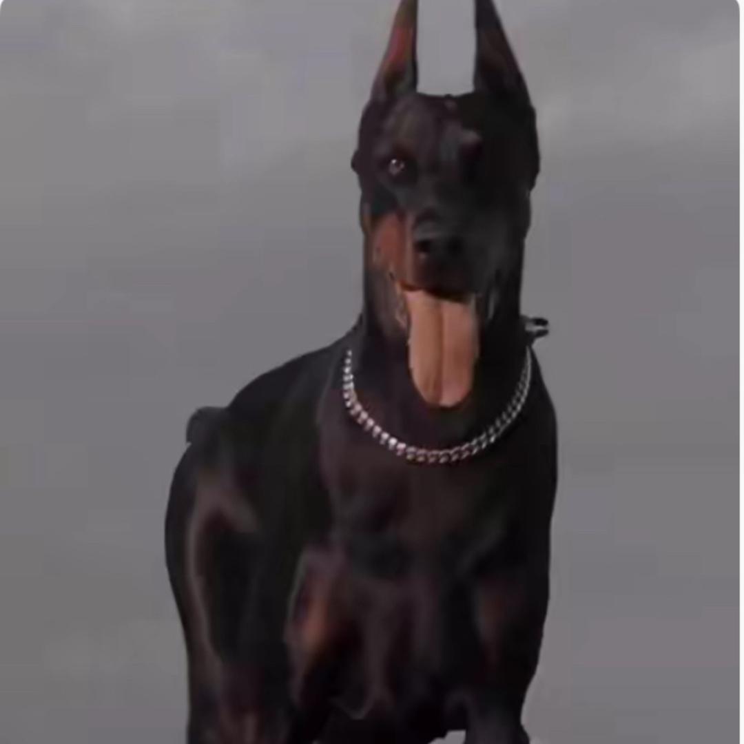 杜宾犬
