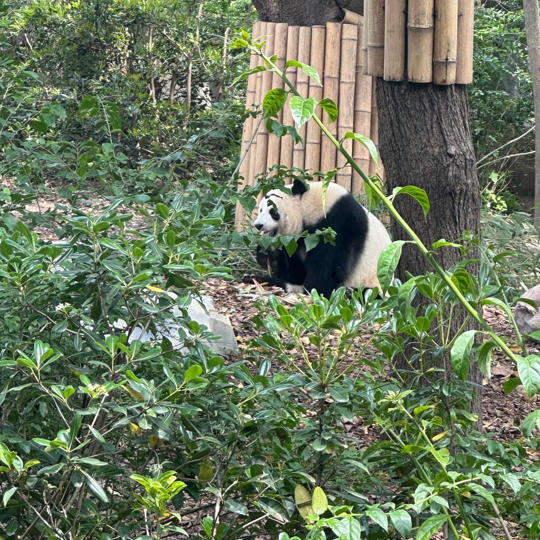 小小助理
