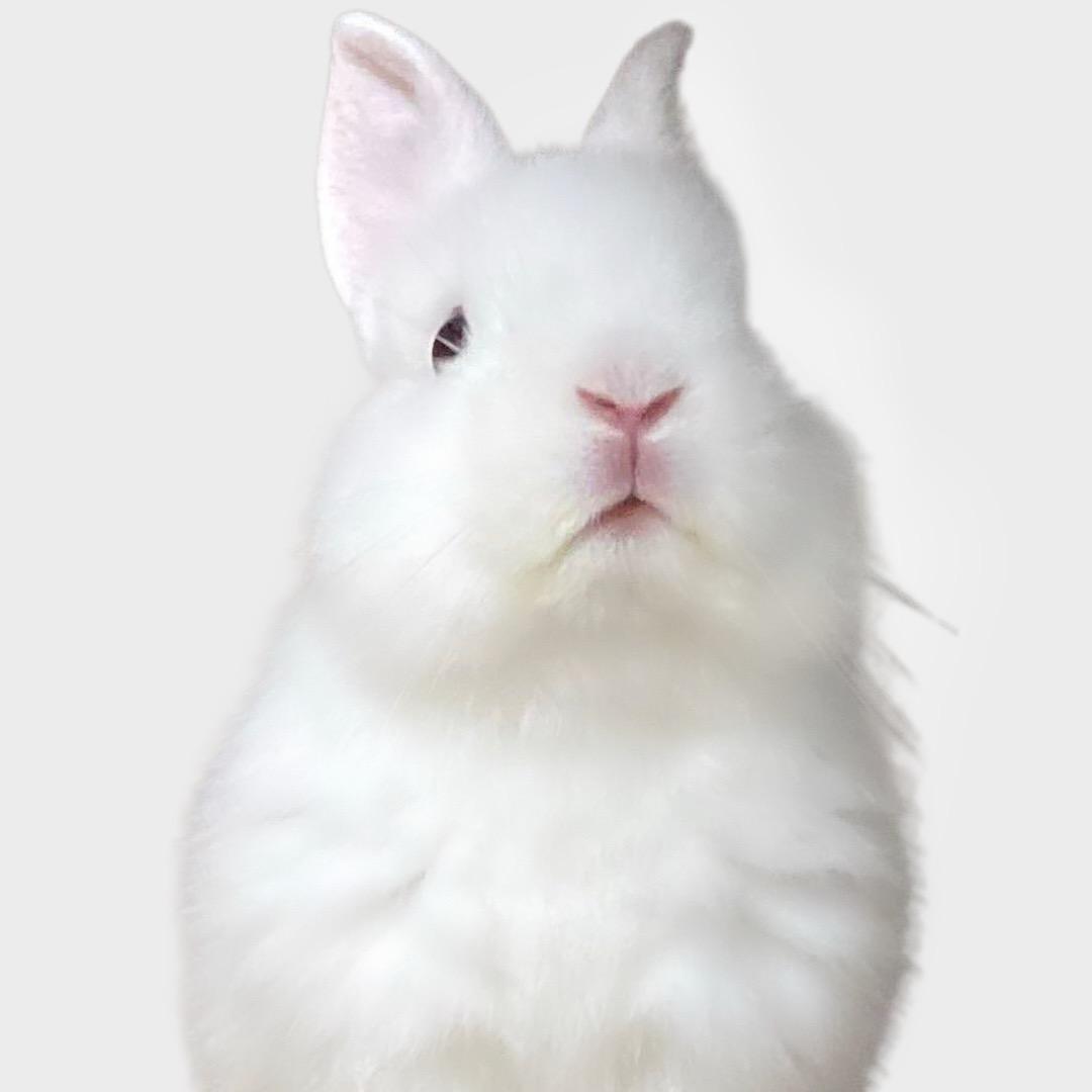 鱼鱼蒸