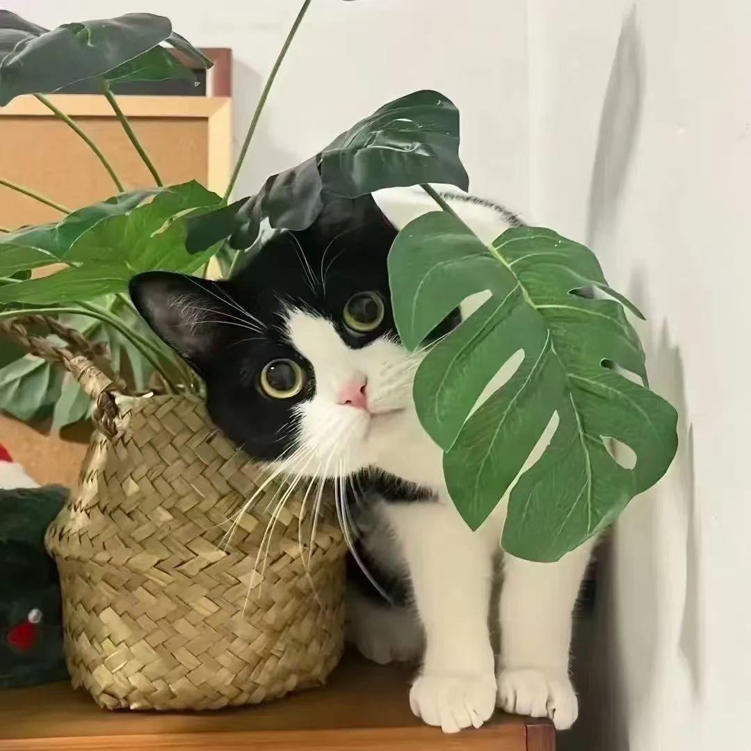 小七七