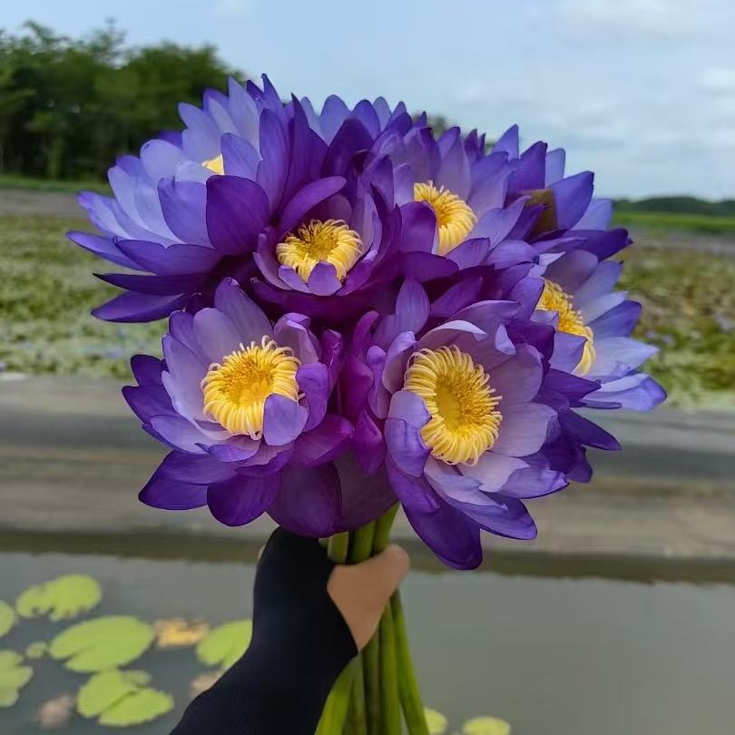 美莲苑水生植物基地