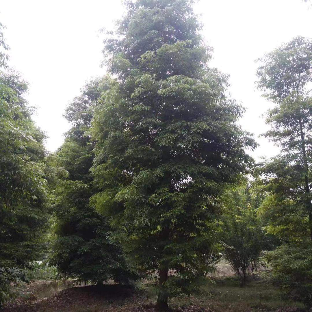 老孟金丝楠木种植基地