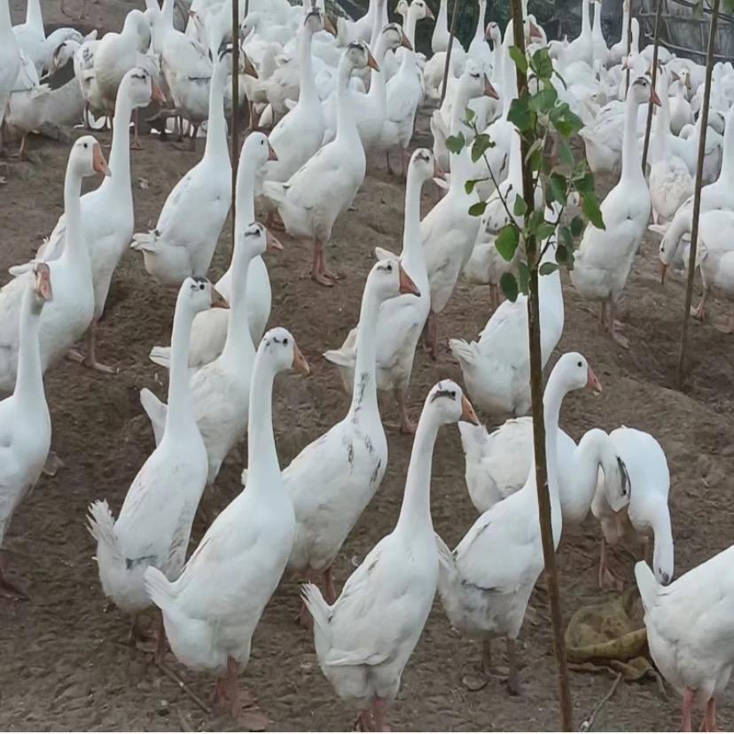 众泰鹅业脱温鹅批发零售