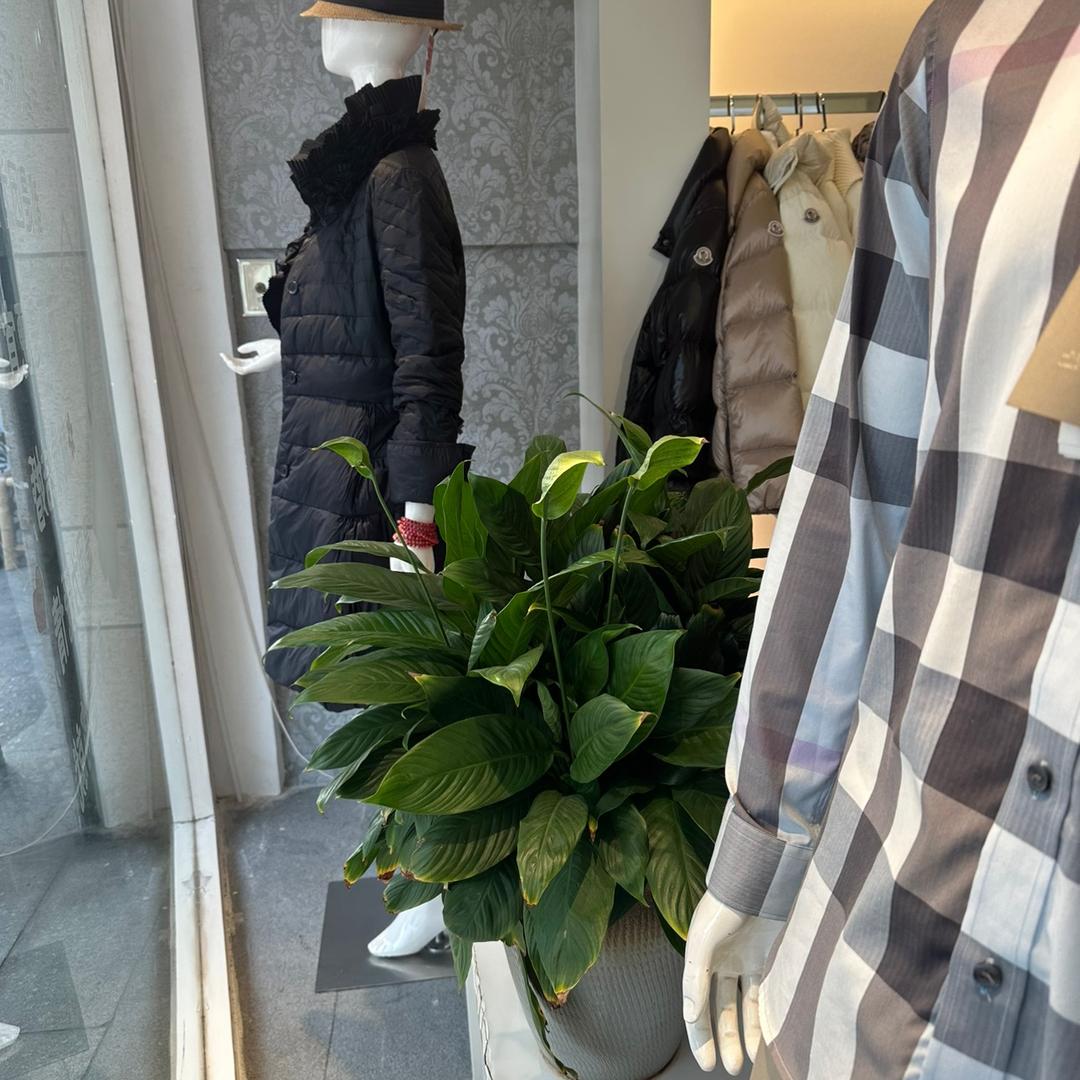 圣开栋玖