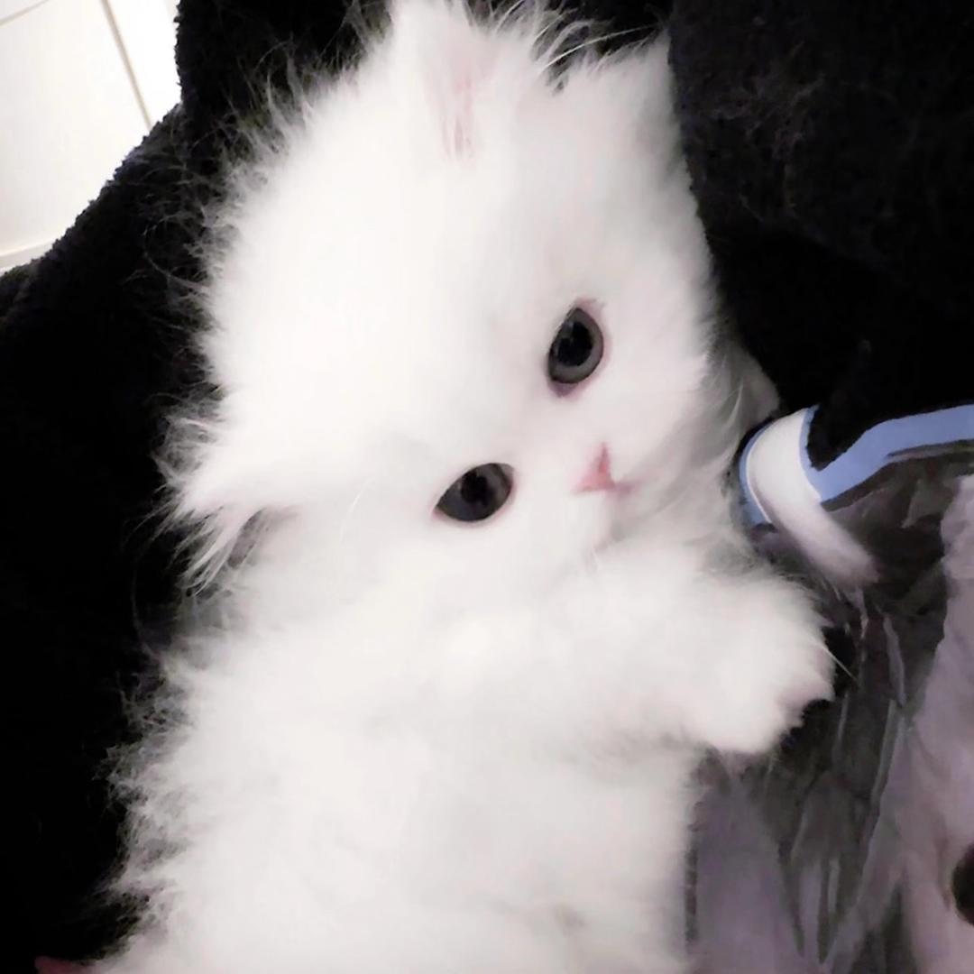 小羊ovo