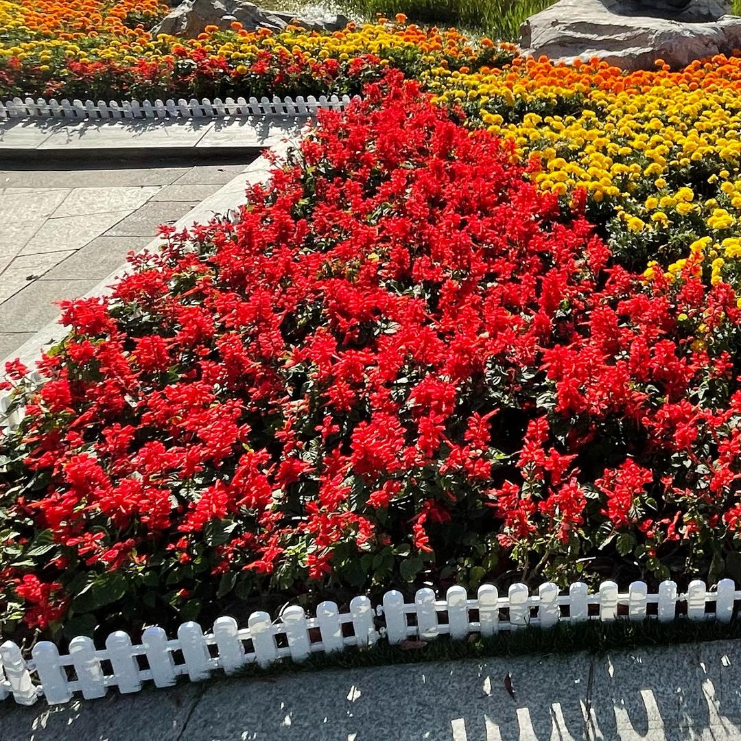 向日葵🌻