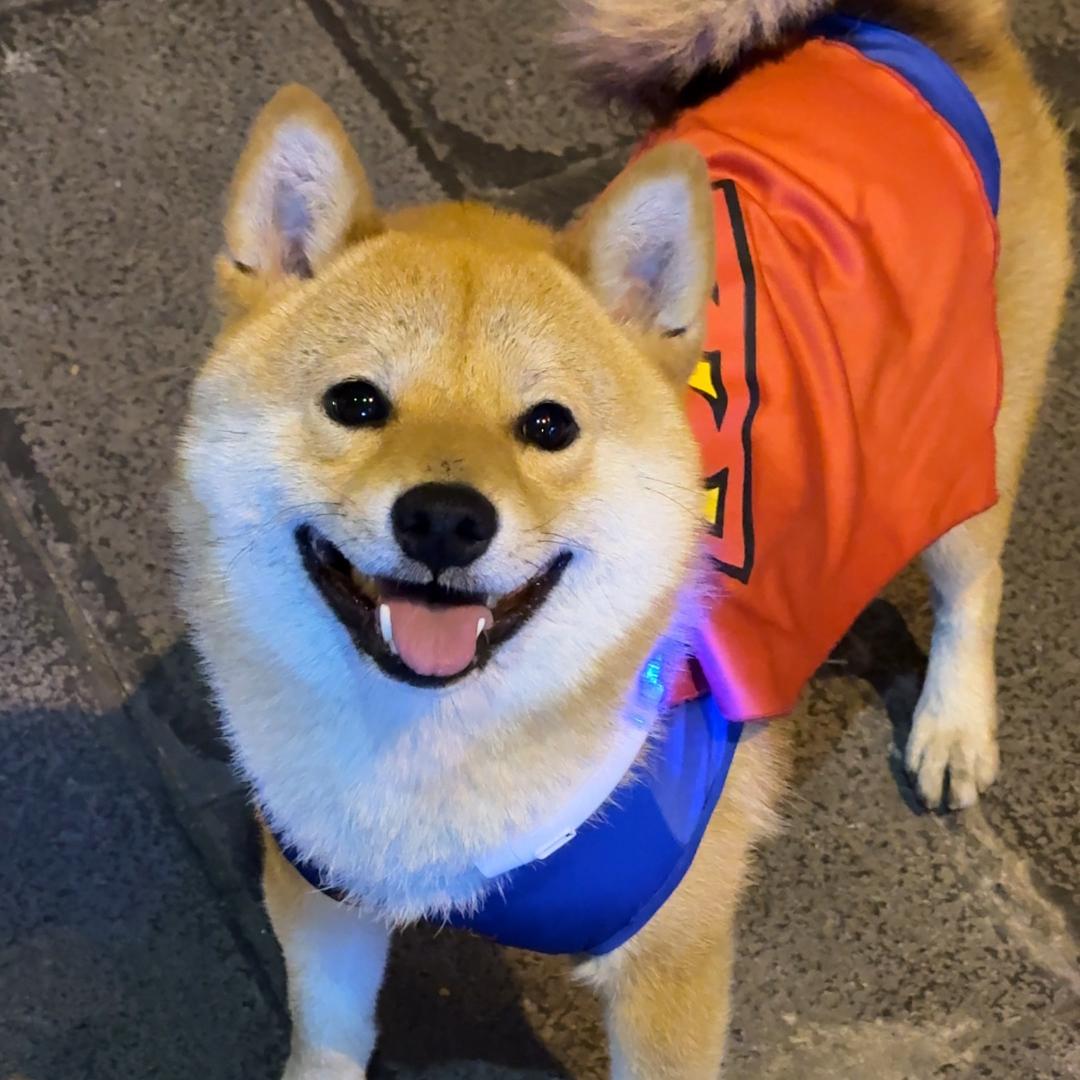元宝爱蹭屎
