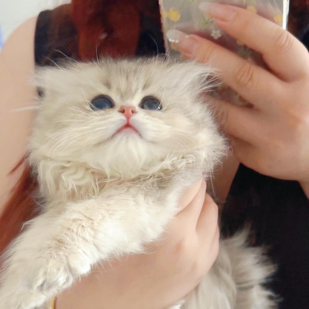 汤圆是个大猫。