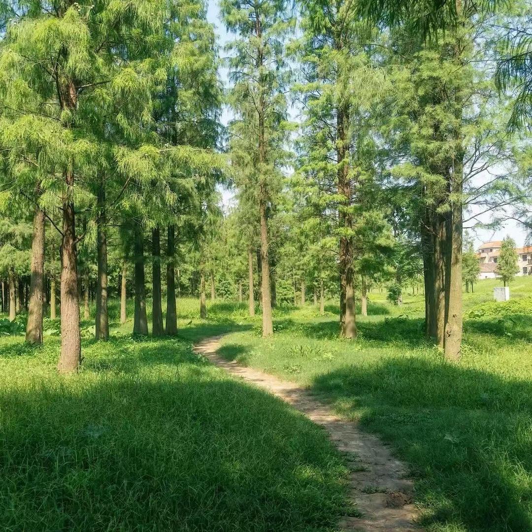 森林公园
