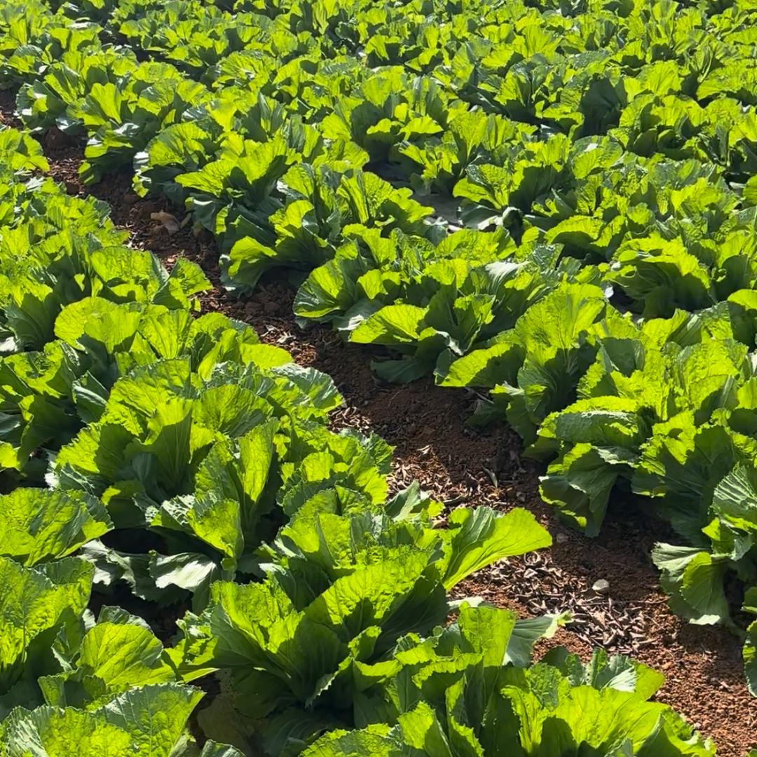 联丰生态农产品