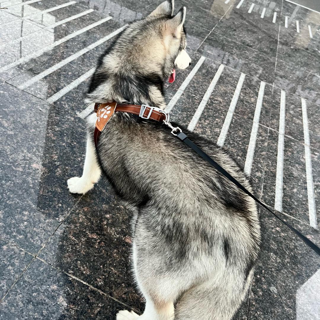 有只黄金哈🐾