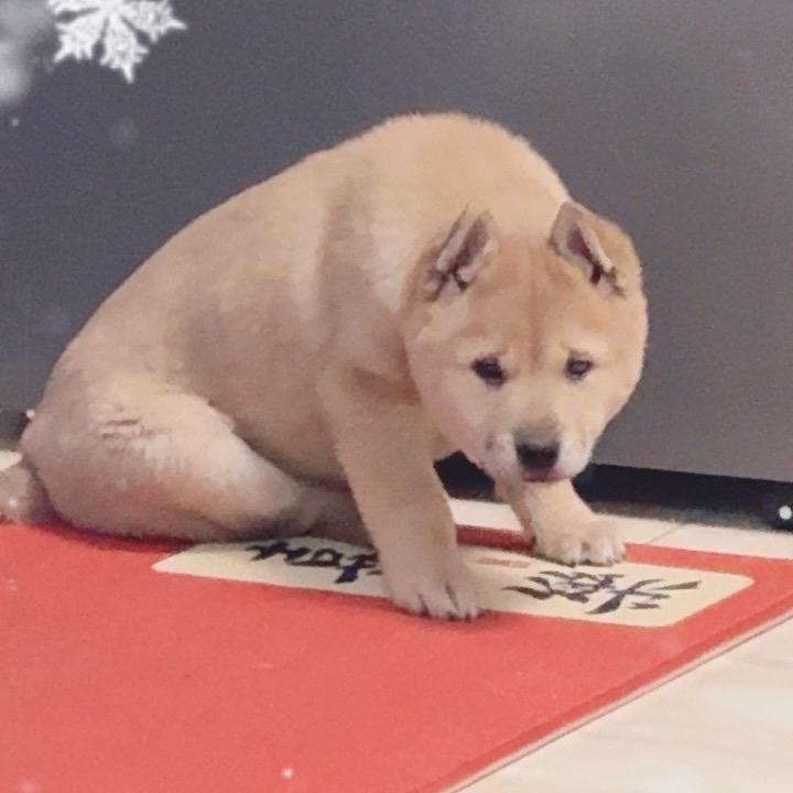 纯田园犬守护者
