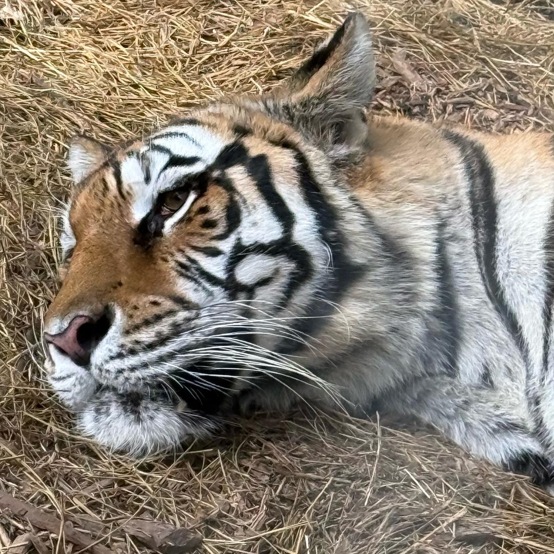 ，岂敢与皓月争辉