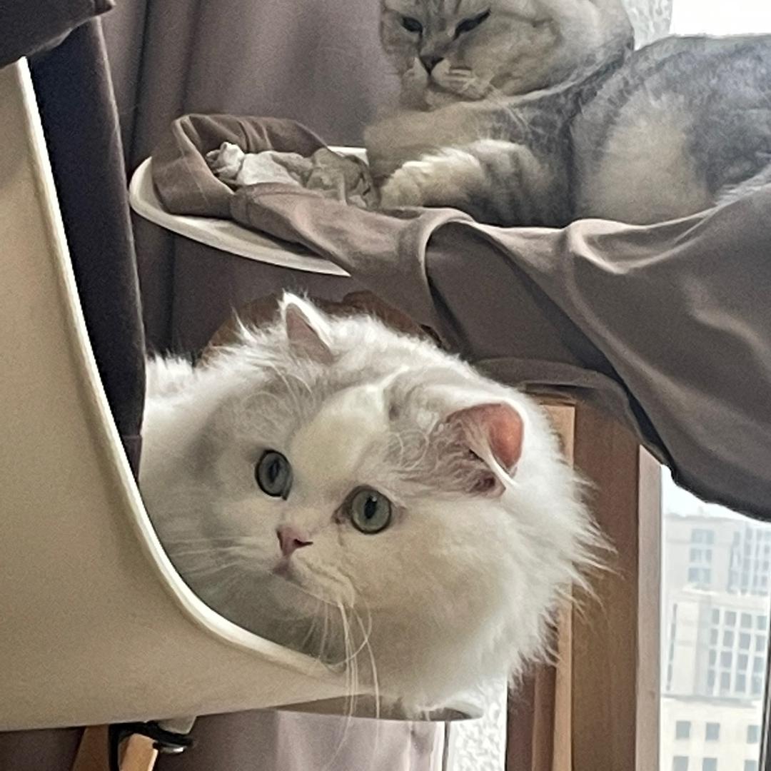 肥肥是只猫