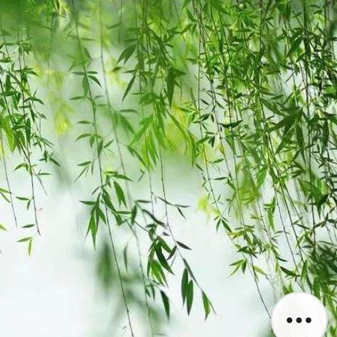 小杨