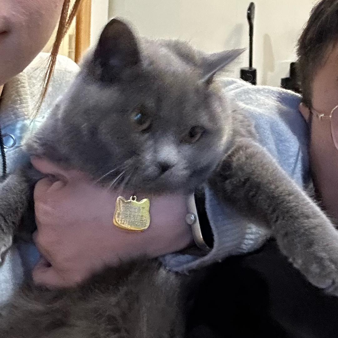 chatp分析（三角洲）