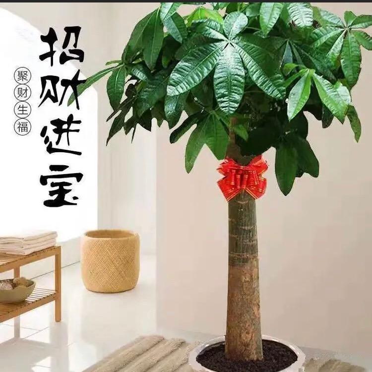 鑫鑫