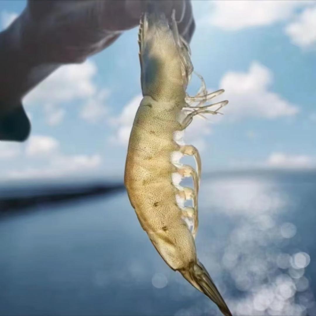 渤海湾春兴盐田虾