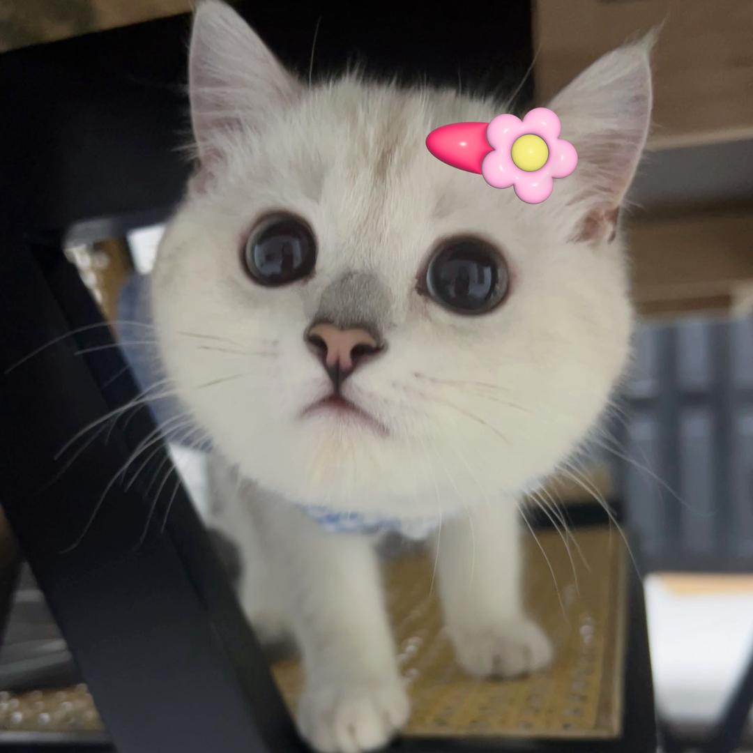 李sir