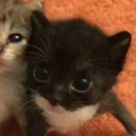 不会玩智能手机