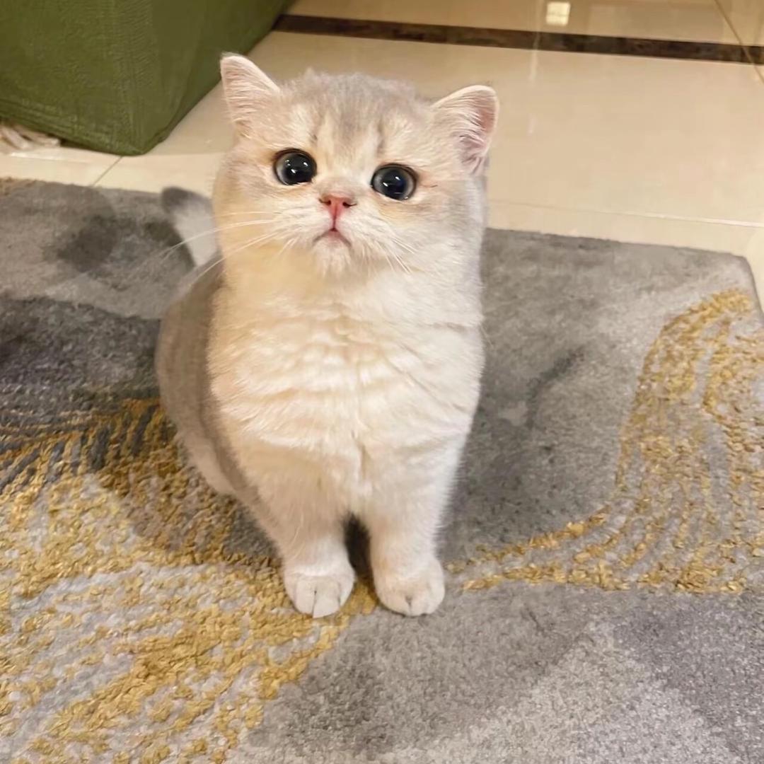 nice的小黄～