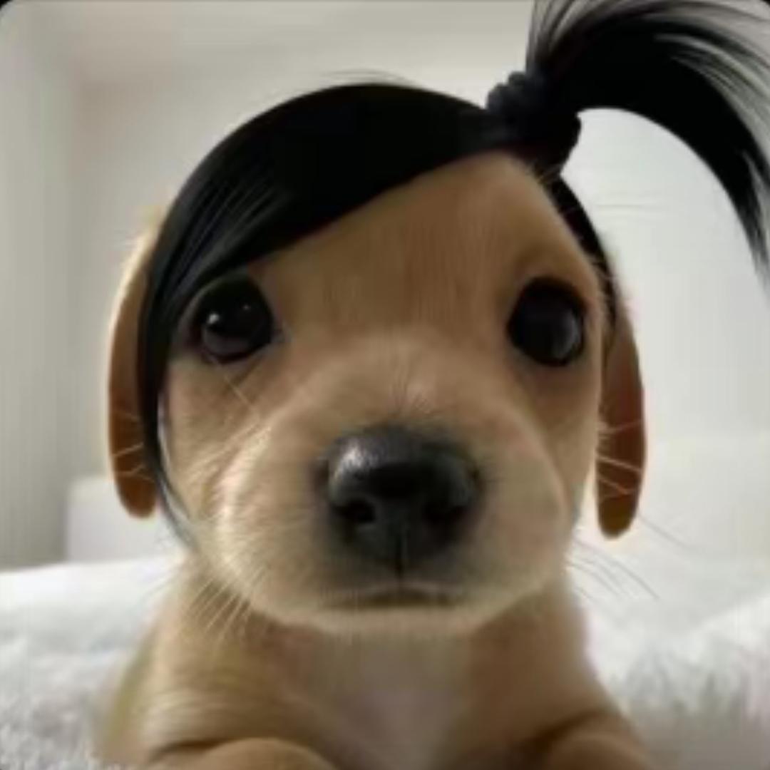 孤独的小猫123