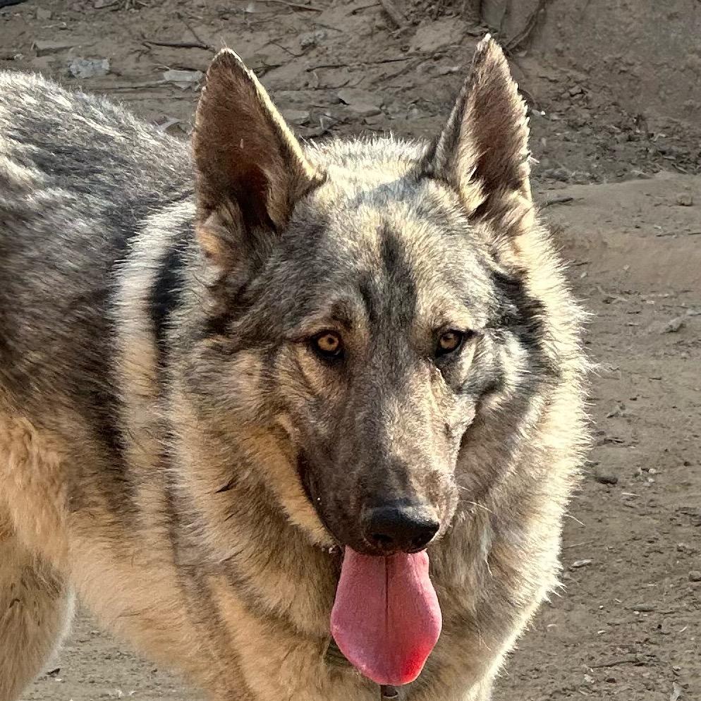 嘉义狼犬🐺
