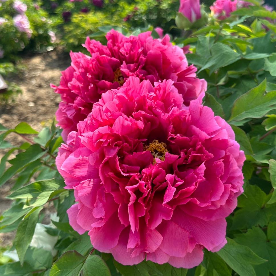 好人一生平安lyh