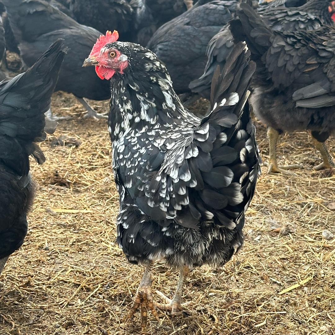 佳农生趣生态农场