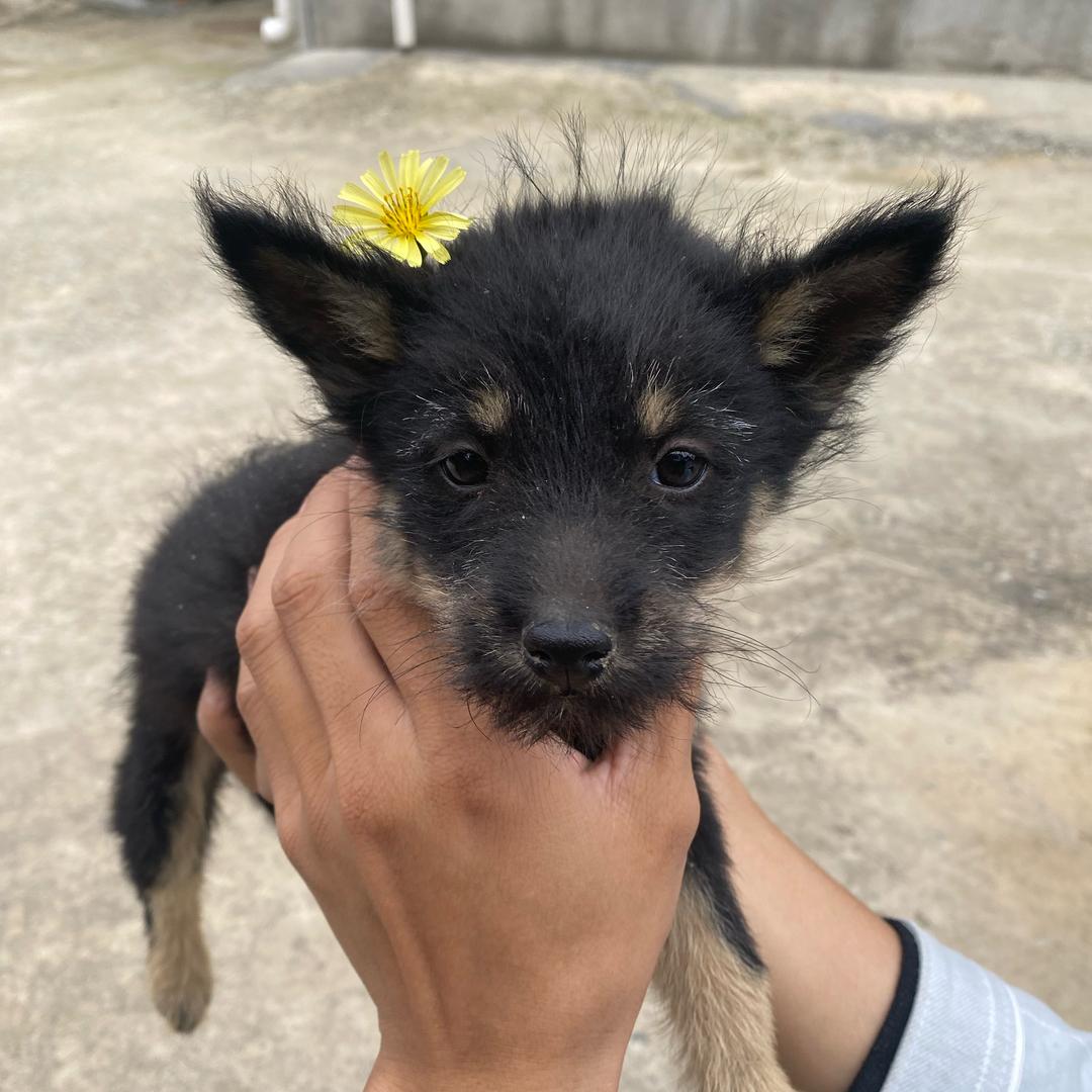 小狗汪汪队
