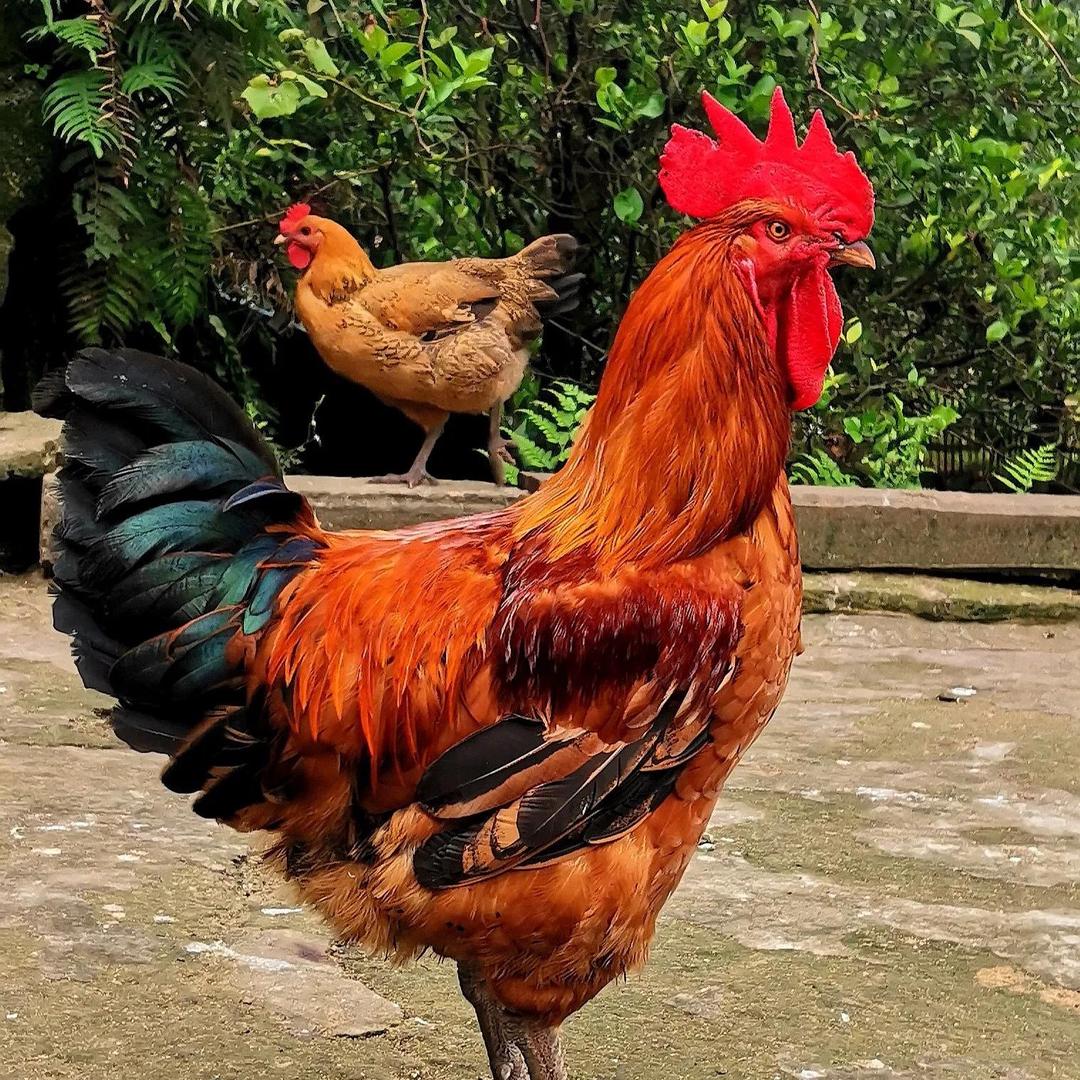 娜娜的养殖生活