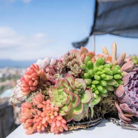 俊仔多肉植物园