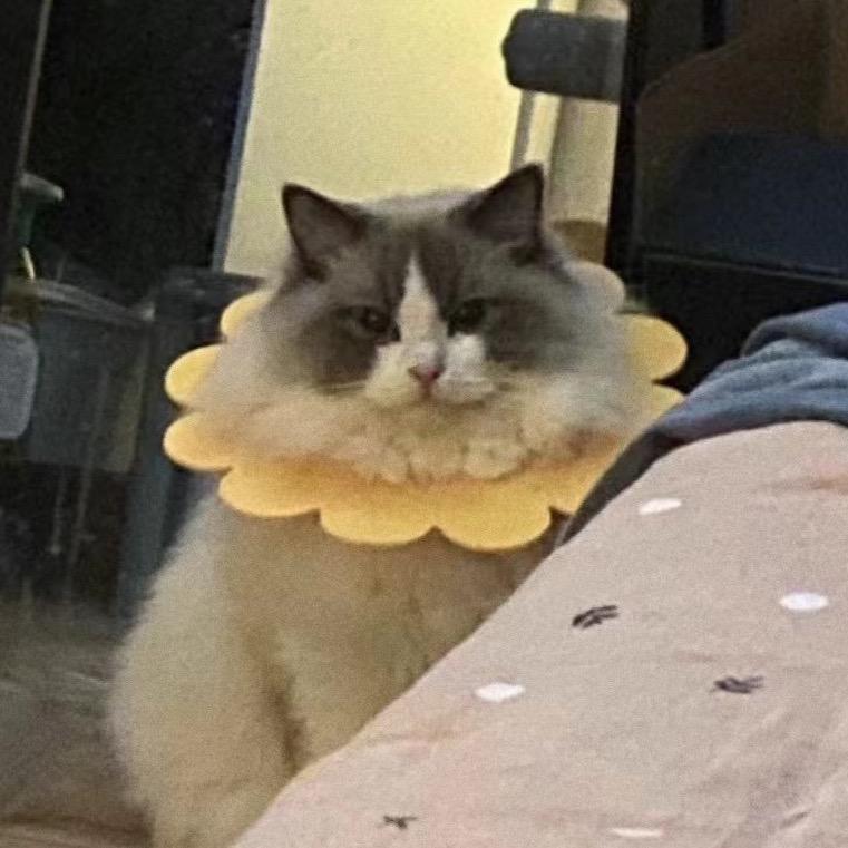 钱钱是个小猫咪