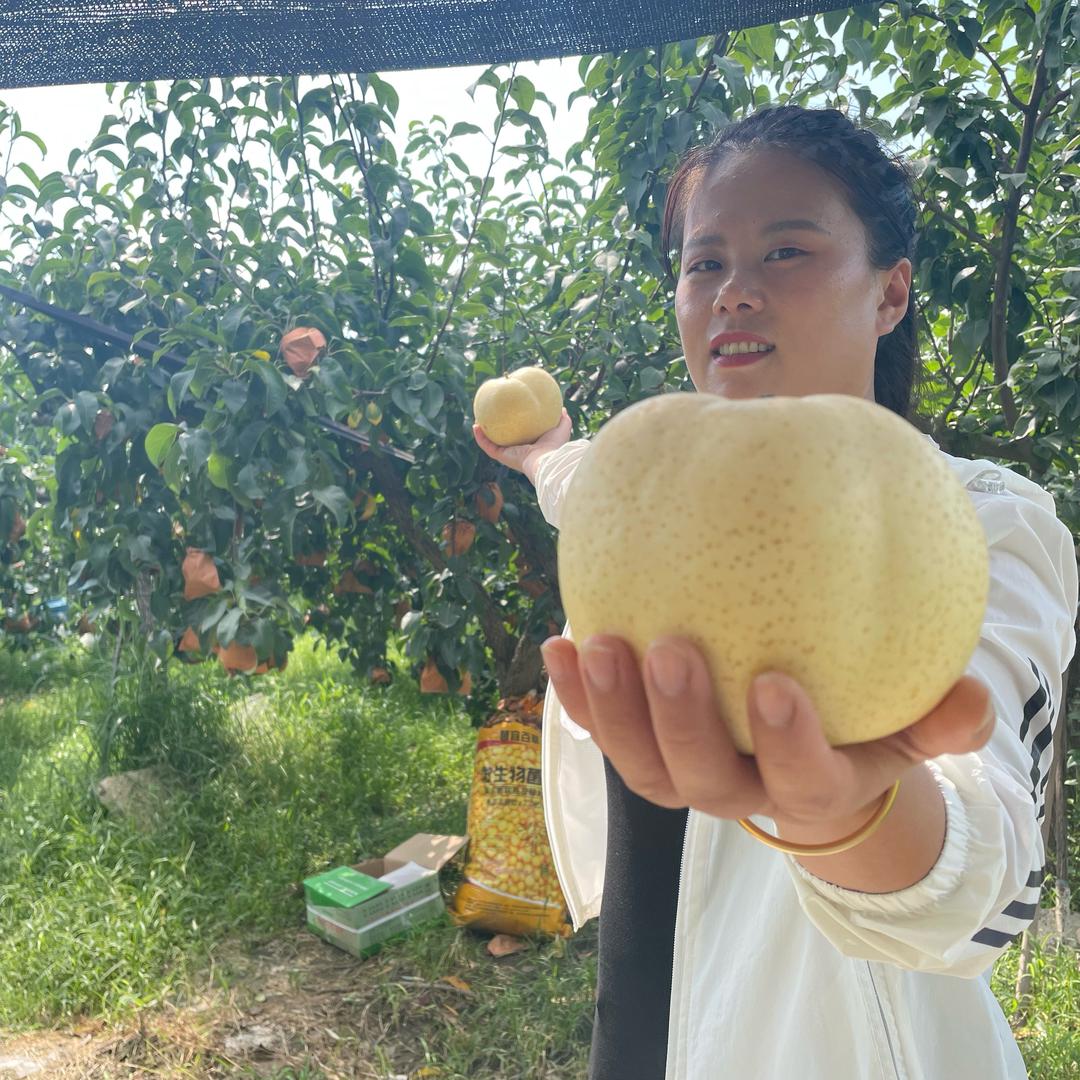 果宝怡琪硕宝花卉果树苗木专卖店