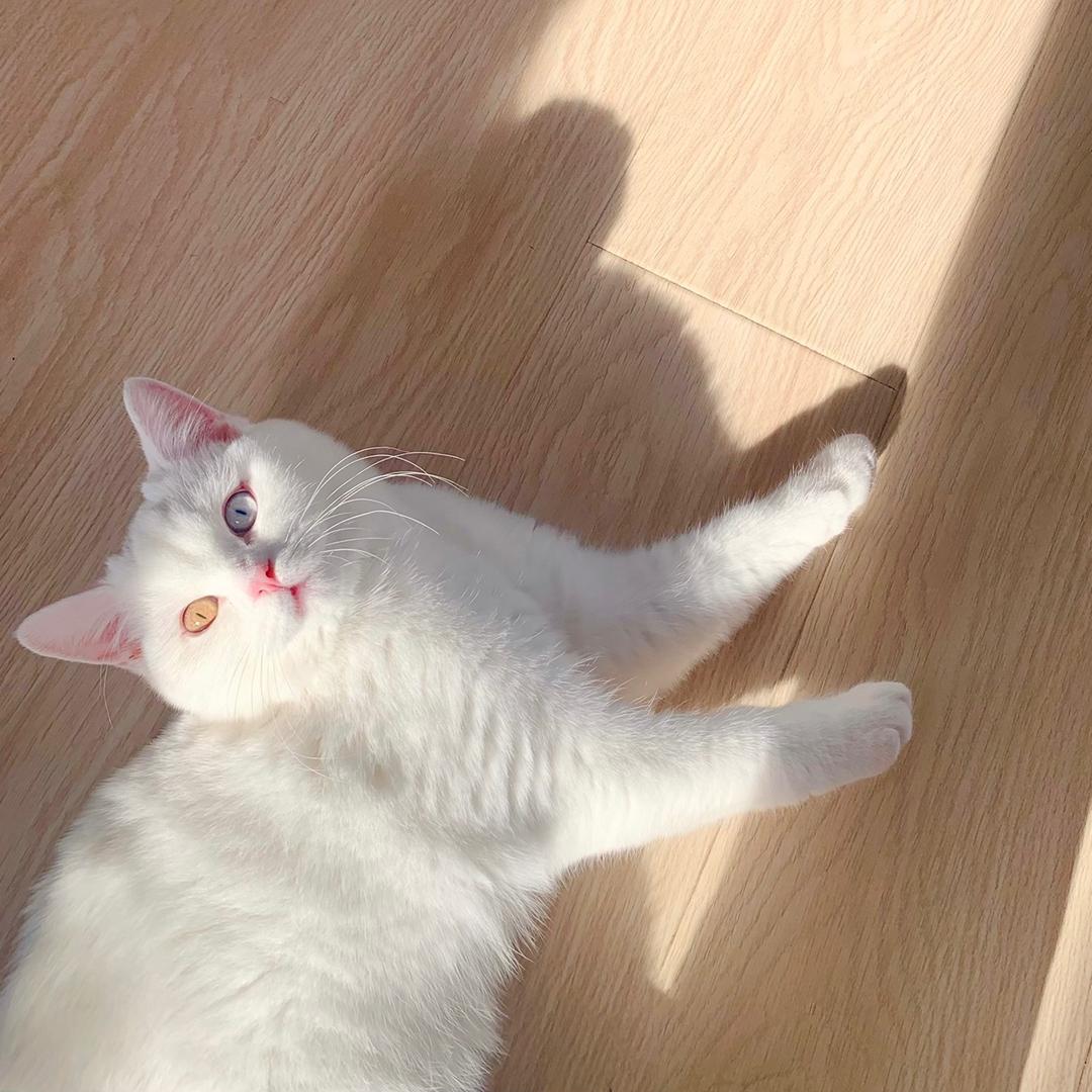 🐱  妙妙是只喵喵