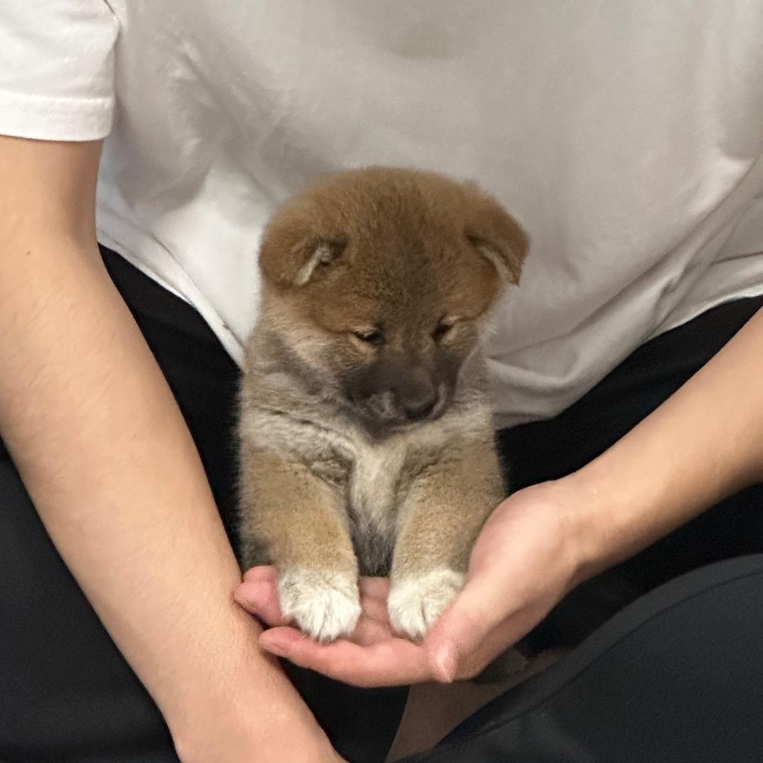 少年游