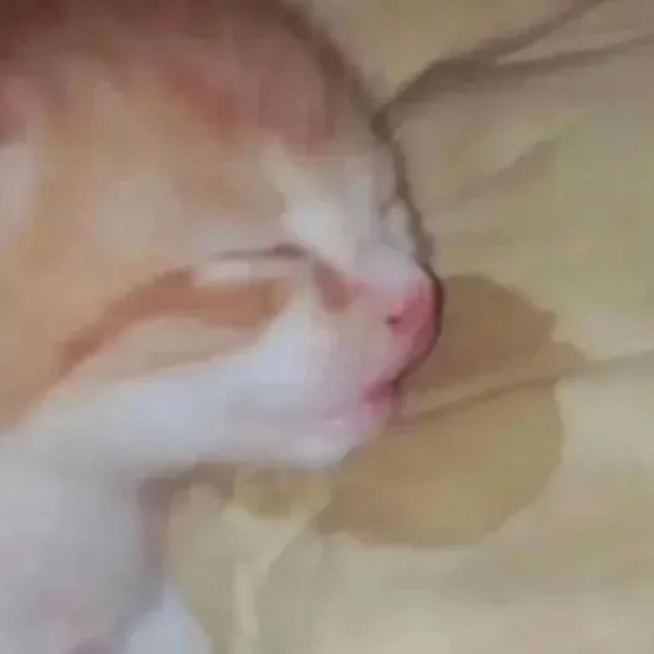 不吃葡萄倒吐葡萄皮