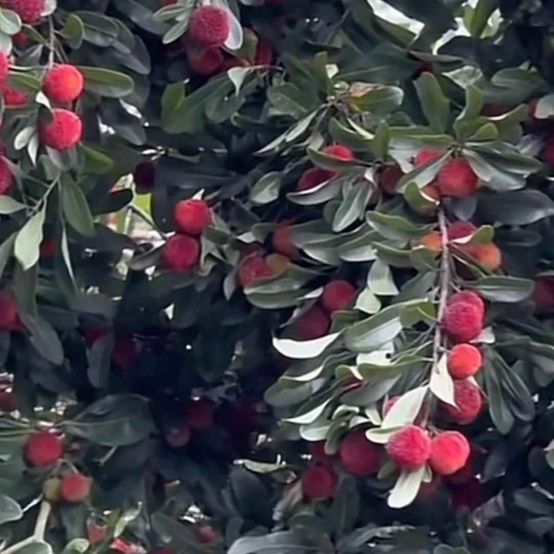 喜言雍雅果树苗木专卖店