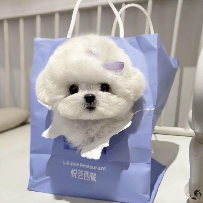 奶芙家韩系比熊直播号2️⃣