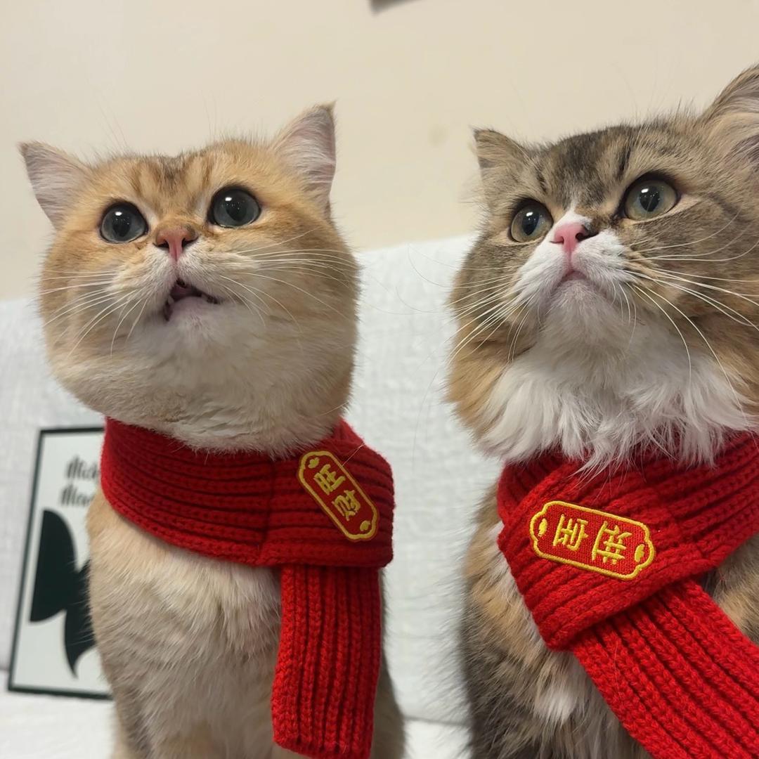 多宝是只贪吃猫