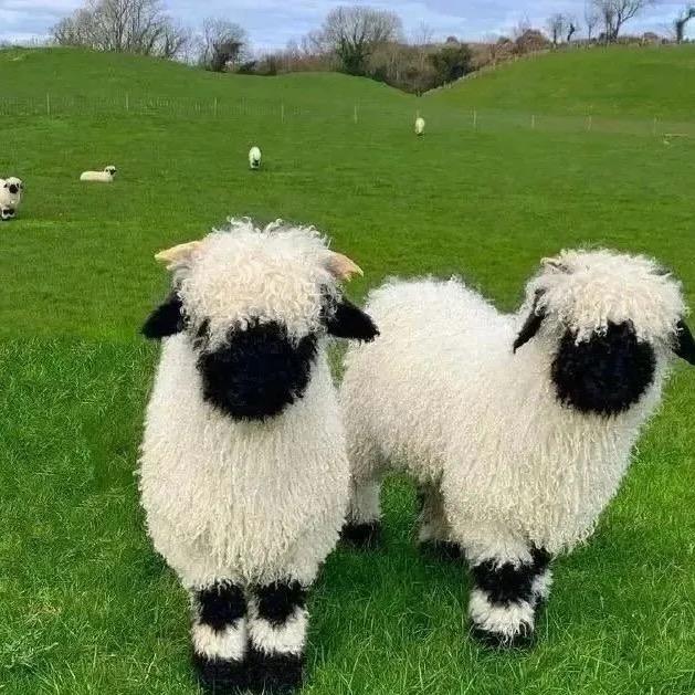 电动牙刷没有电