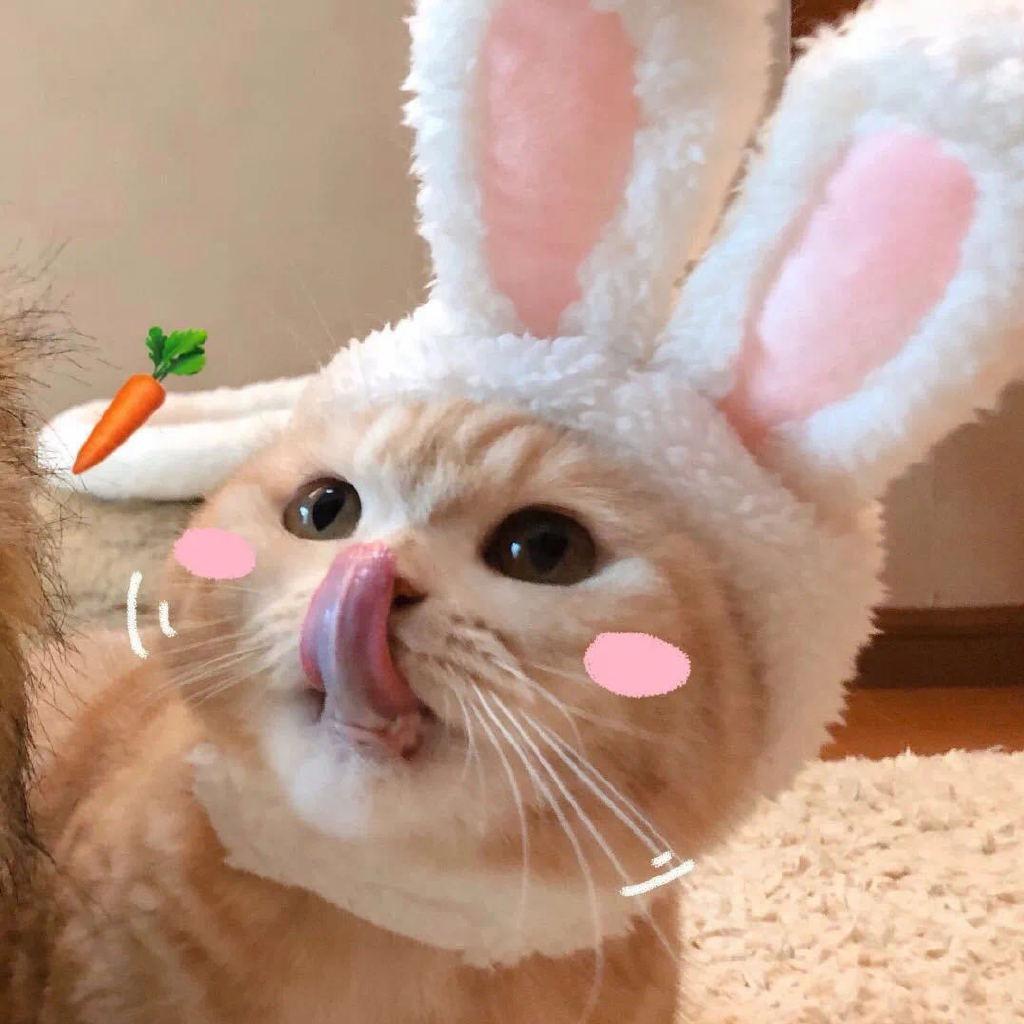 一个聪明崽