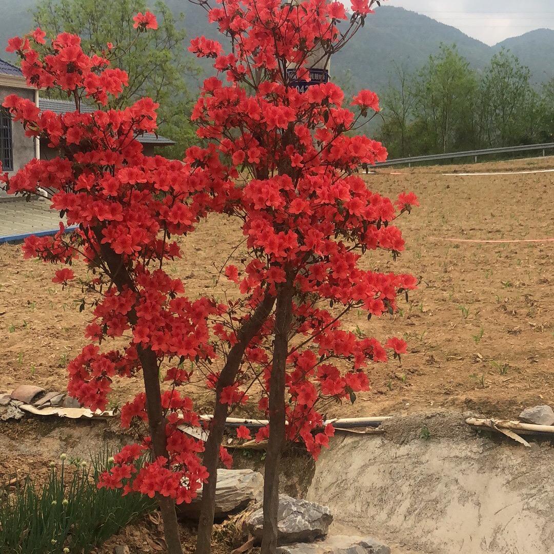 吴国琼ing