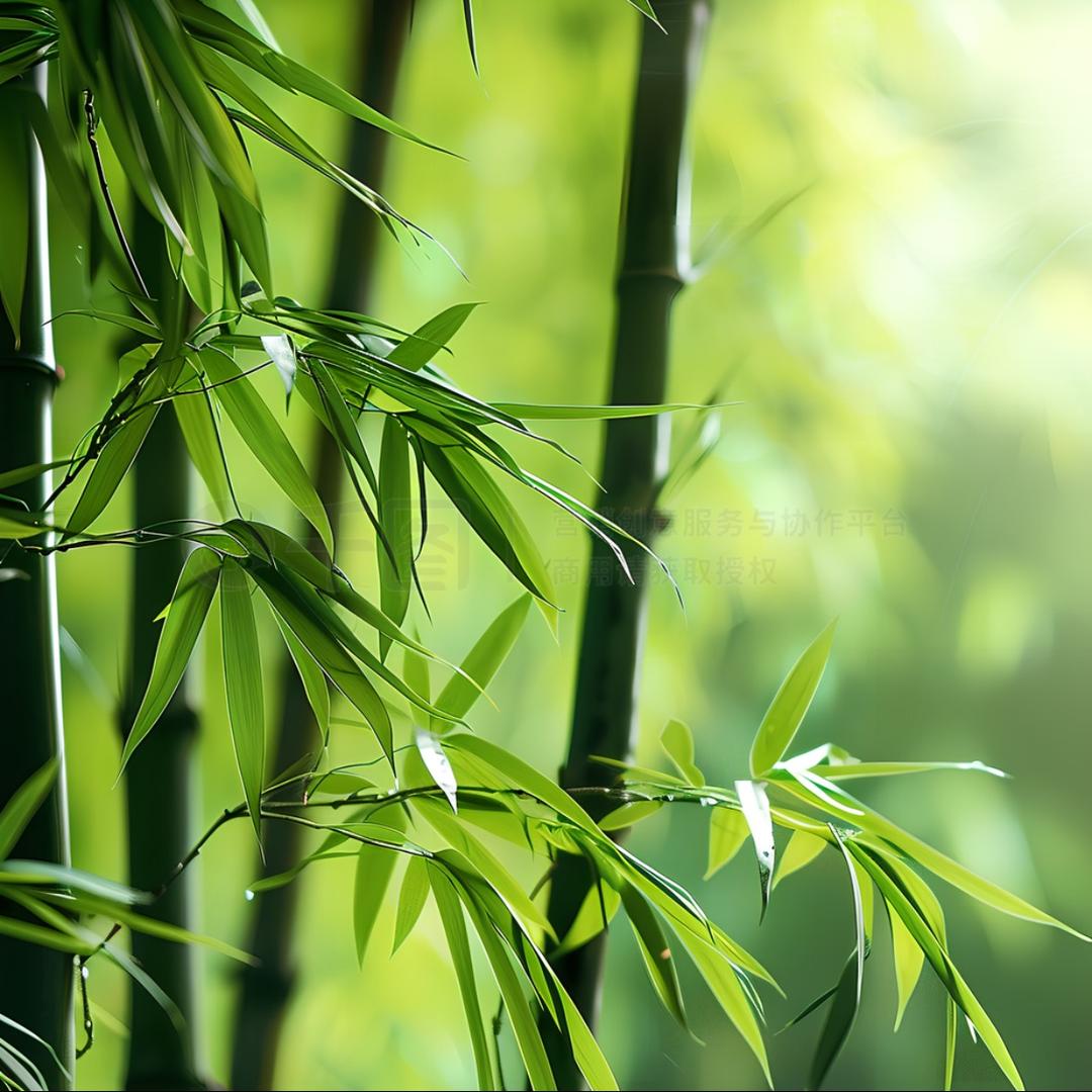 手机数据恢复中心~深山竹叶