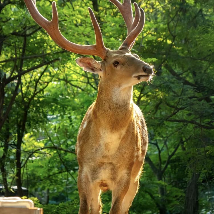 三代鹿乡传承人