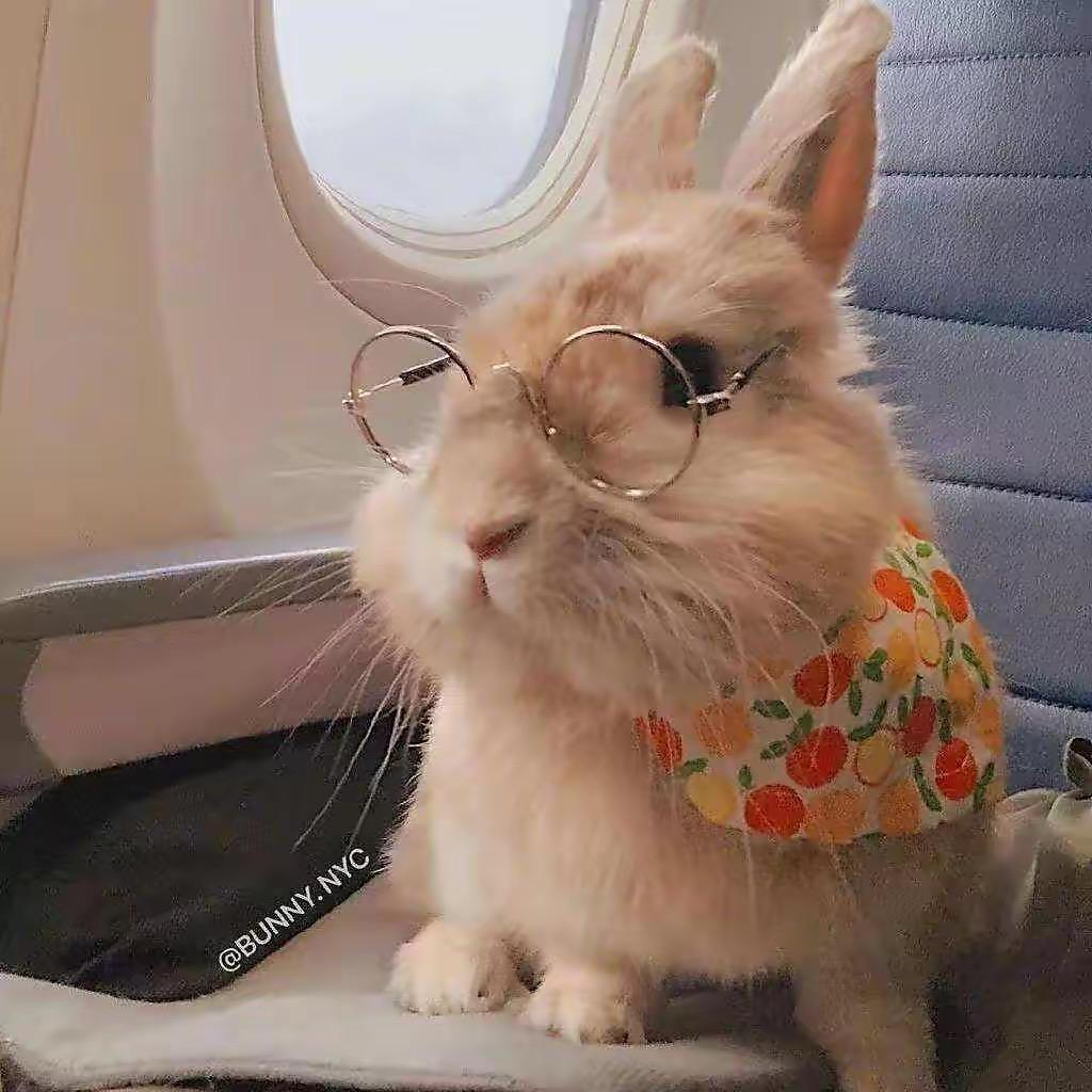 小黑小黑柠檬好酸