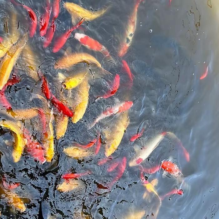 永恒的信仰