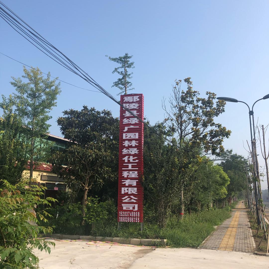 鄢陵县·绿广园林 腊梅/玉兰/海棠