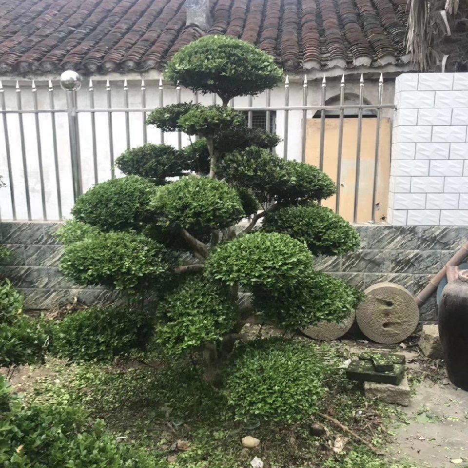 青云（园艺）