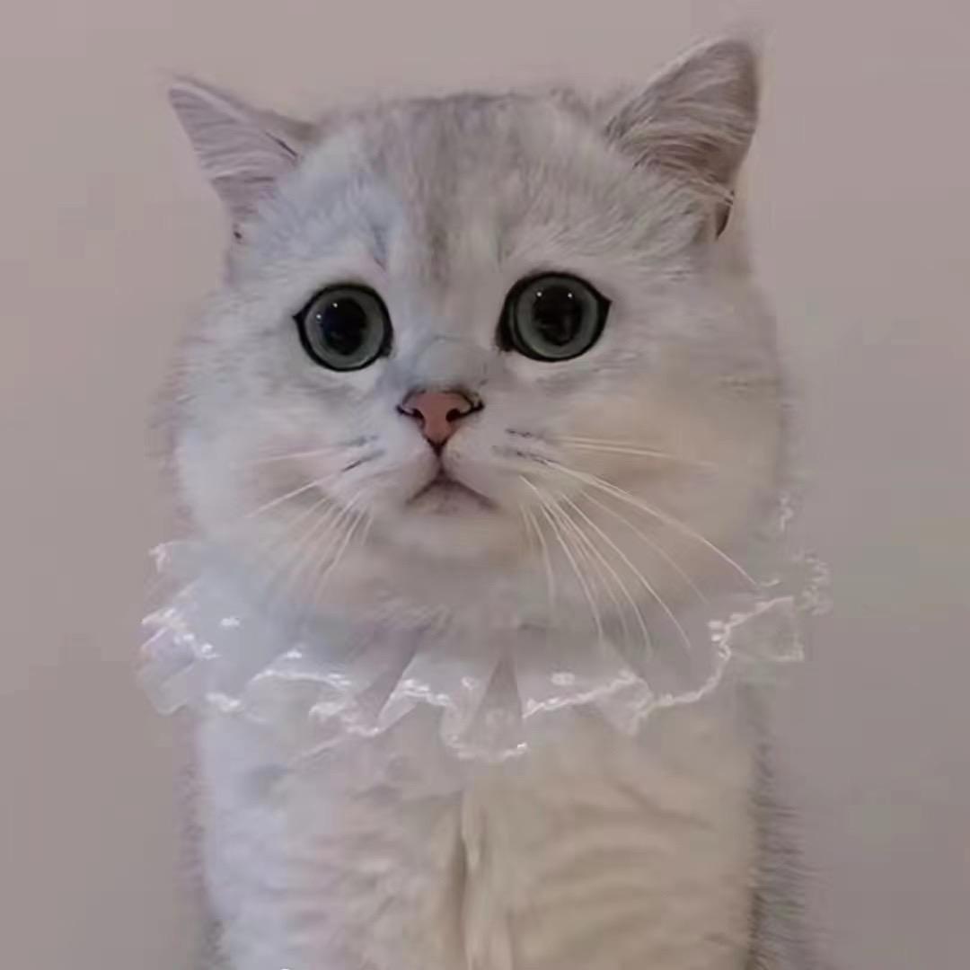 DAN